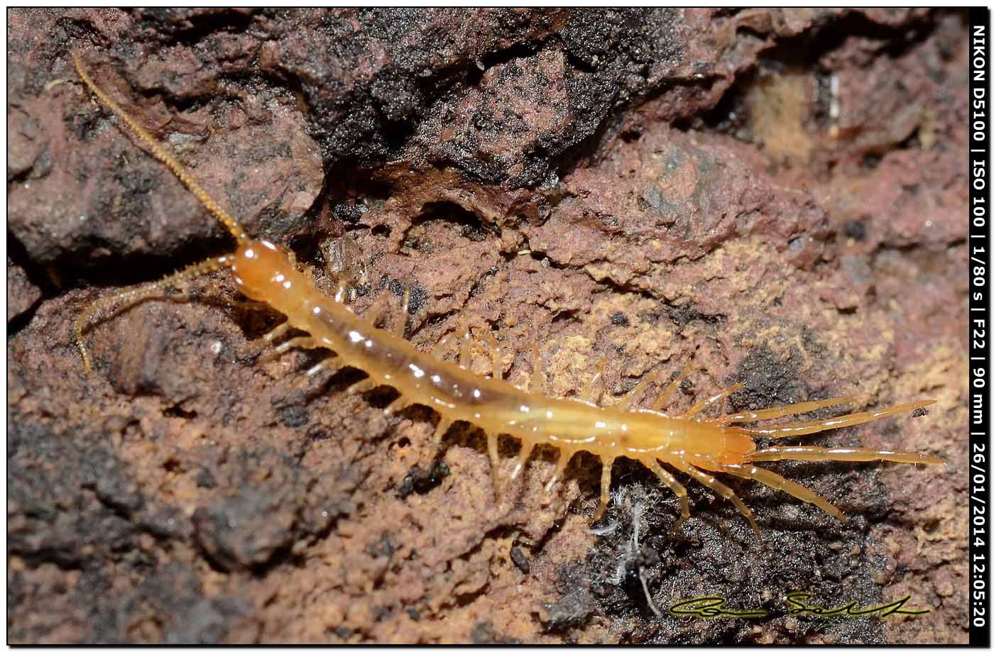 Lithobiidae? Lithobius cfr microporus